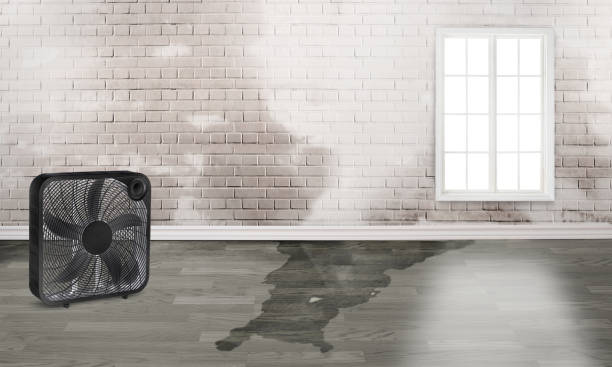Best Water damage contractors near me  in Polo, IL